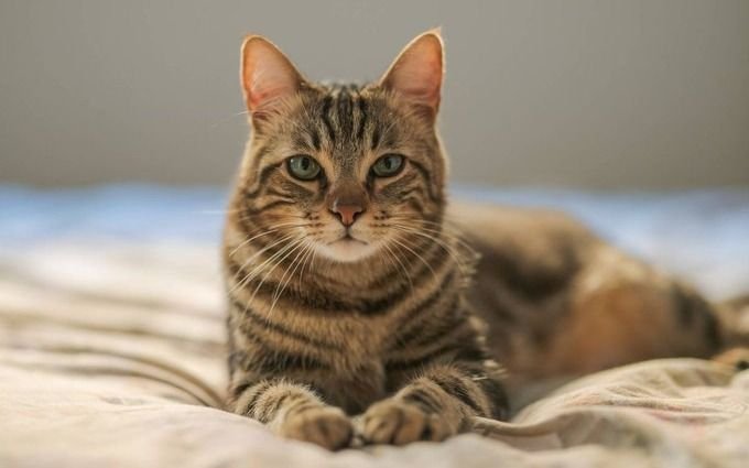 Día internacional del Gato: por qué se celebra el 29 de octubre y el secreto oculto de los felinos