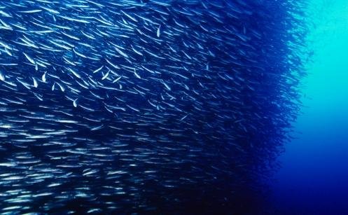 Ciencia: las zonas de pesca prohibida ayudan a recuperar especies migratorias