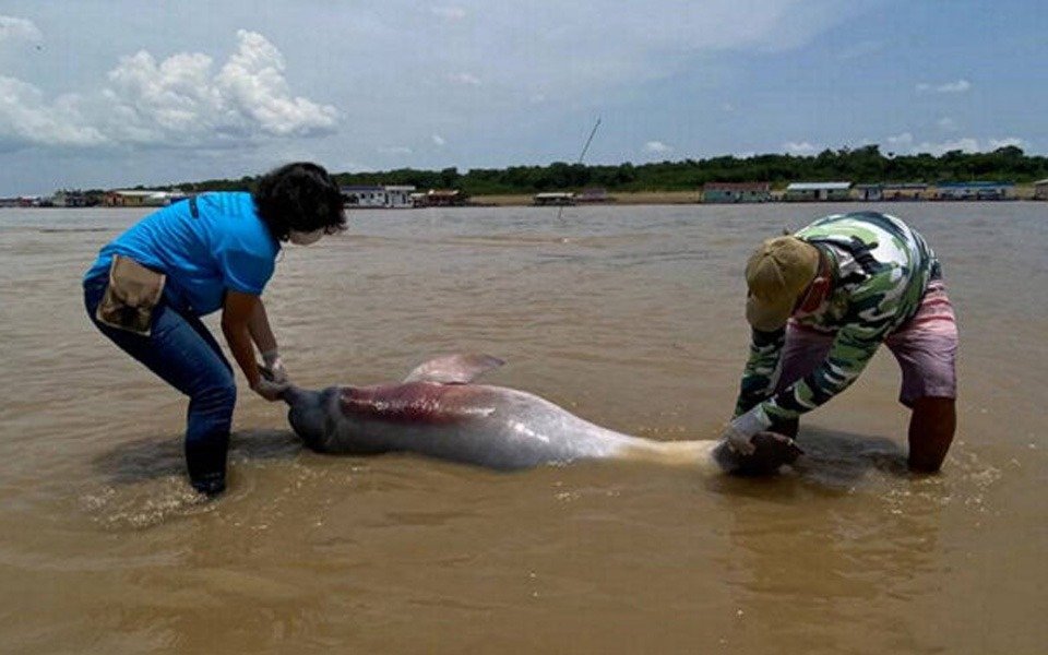 Más de cien delfines fueron encontrados sin vida en un río afluente del Amazonas