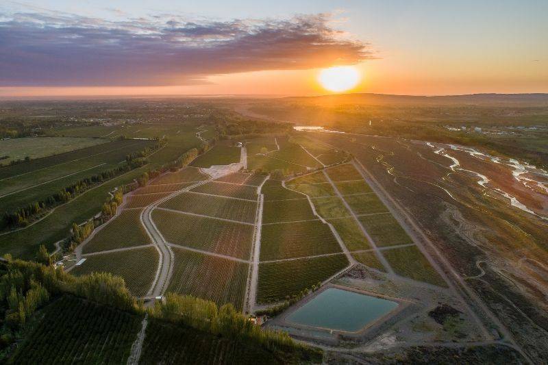 Finca Bandini presentó cinco vinos de alta gama
