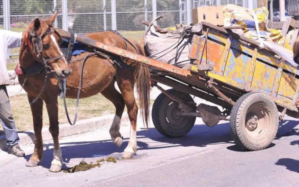 Reclaman la devolución de un caballo secuestrado por la justicia en Quilmes