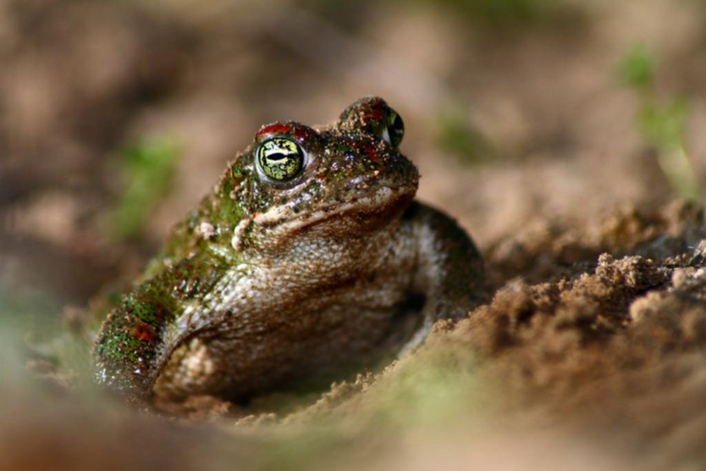 Anfibios en serio riesgo: más vulnerables al clima extremo