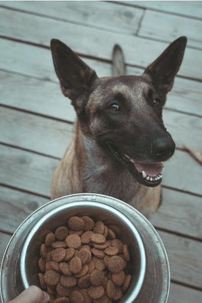 El costo de mantener una mascota arranca en los 30 mil pesos por mes