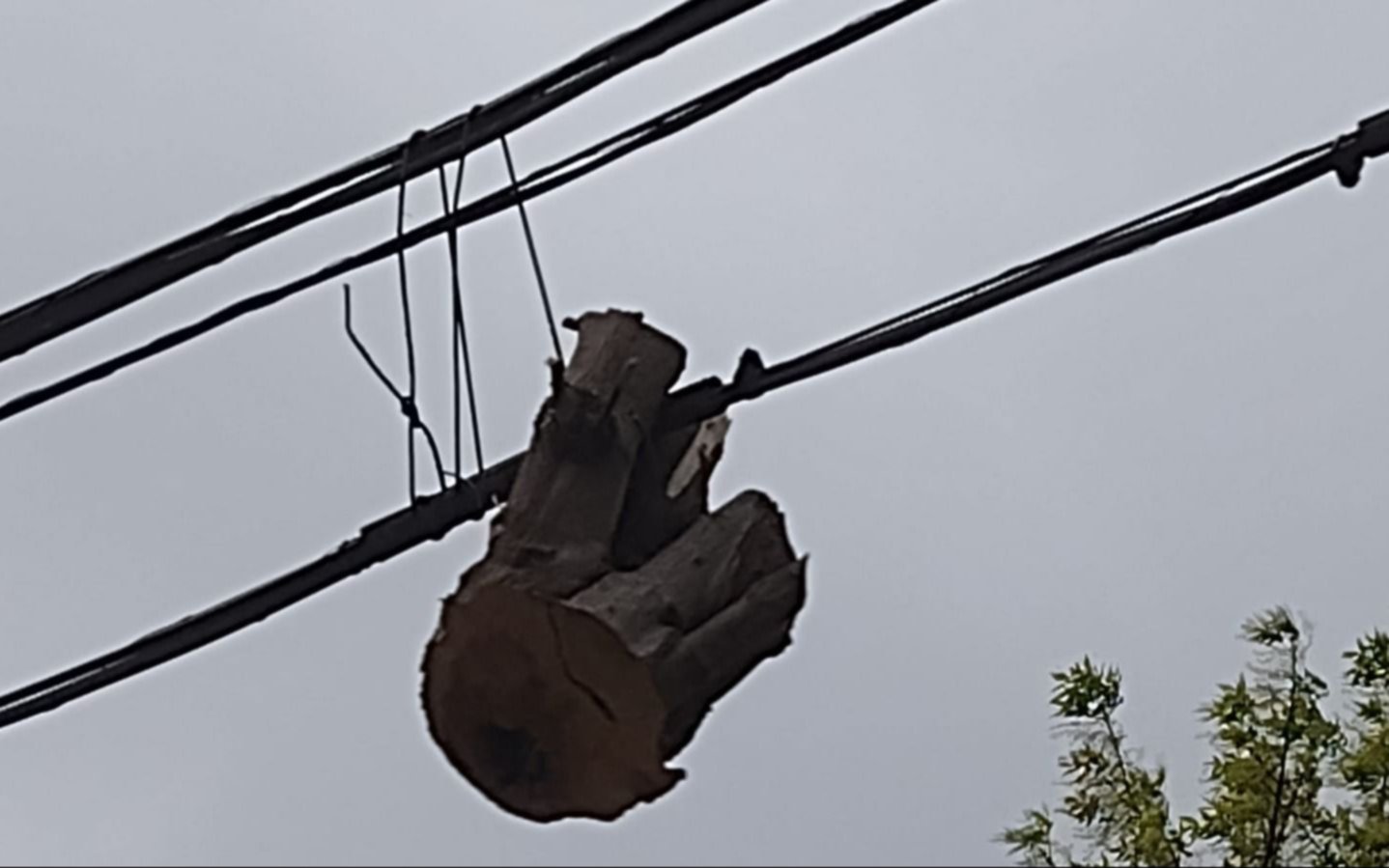 Peligro: “tremendo tronco” cuelga de cables a metros de una escuela en el centro platense