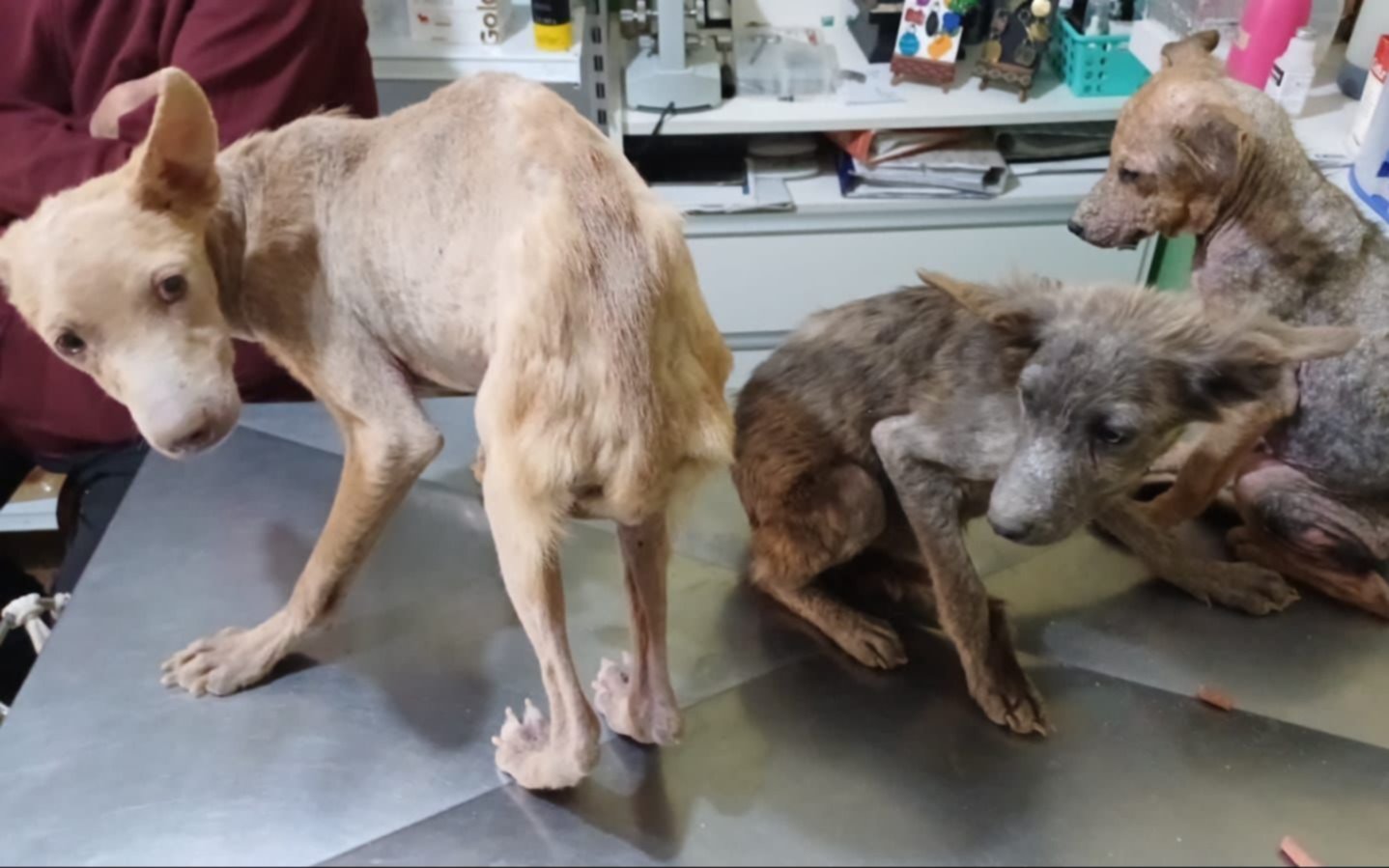 Rescataron perros de una vivienda en Ensenada por sufrir "maltrato animal"