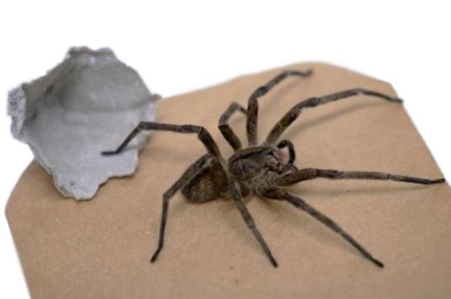 La araña venenosa que se transformó en una aliada contra la disfunción eréctil en Brasil