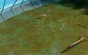 Vecinos de Parque Saavedra reclaman por el mal estado de la fuente y los árboles "secos"