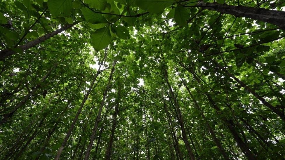 Cambio climático: ¿Ya es absurdo plantar árboles para tratar de combatirlo?