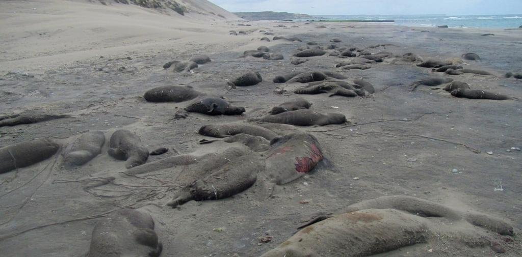 Desolador: cementerio de elefantes marinos en plena playa