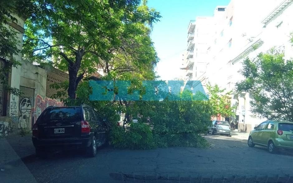 Susto vecinal por la caída de dos enormes ramas en distintos puntos de la Ciudad