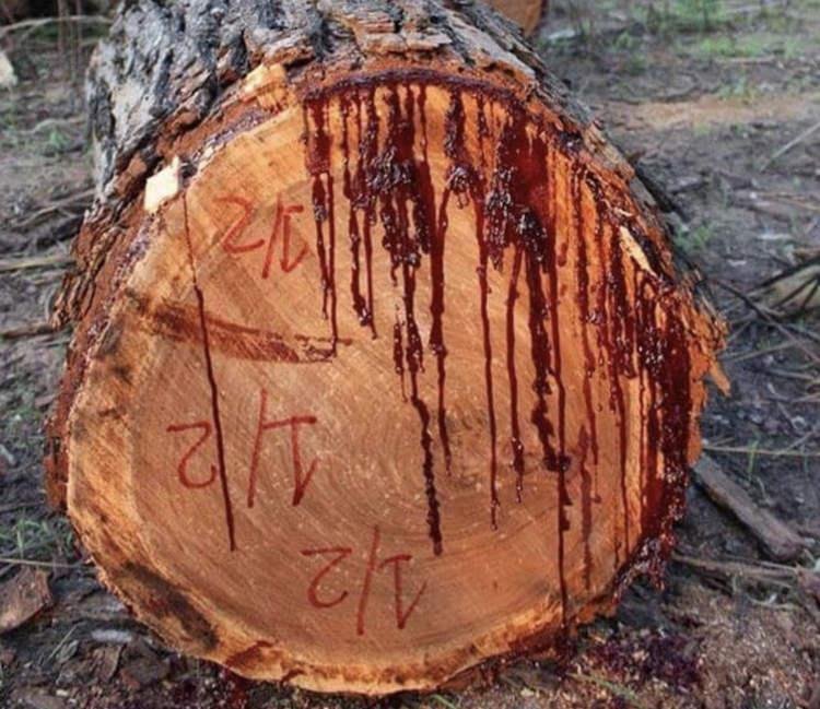 La teca silvestre, el árbol que “sangra” cuando lo cortan