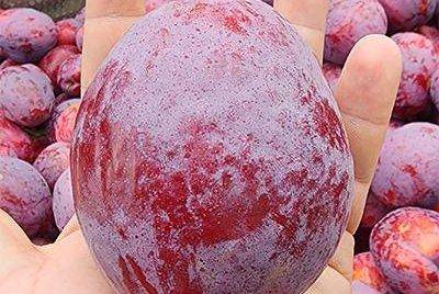 La ciruela más grande del mundo pesa casi medio kilo