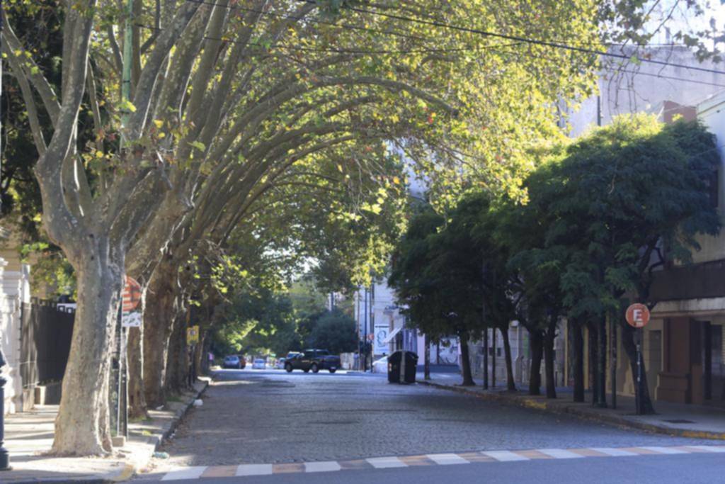 Árboles: es clave entender su función en el ambiente