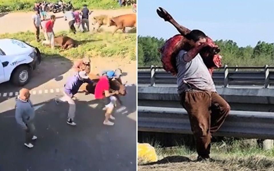 Faenaron a las vacas de un camión tras un vuelco