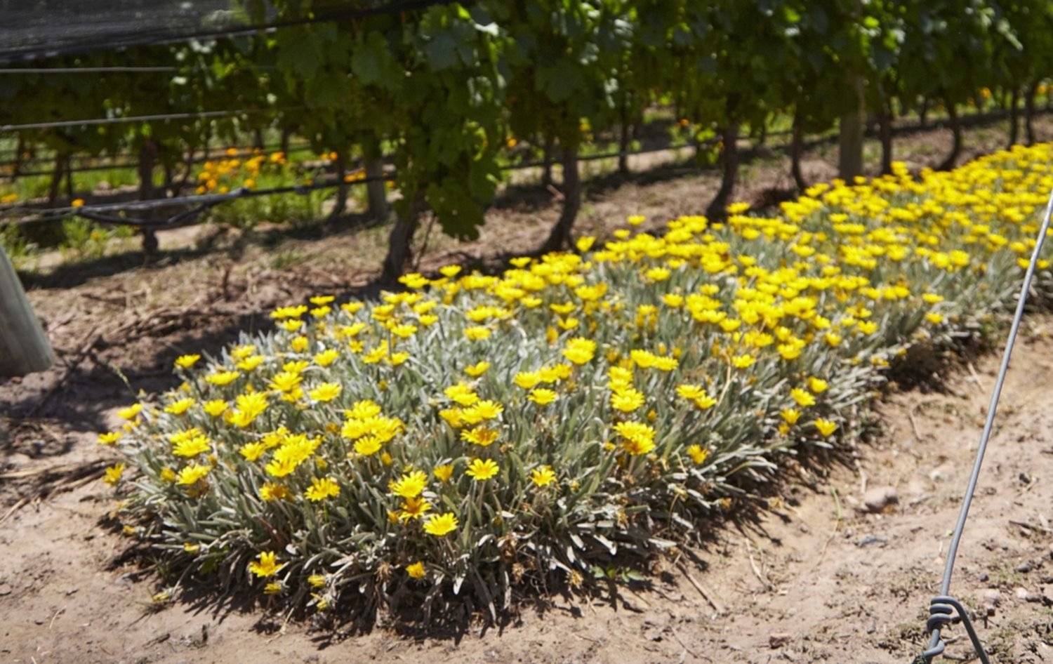 Una bodega mendocina, lanzó su portal dedicado a la Agroecología