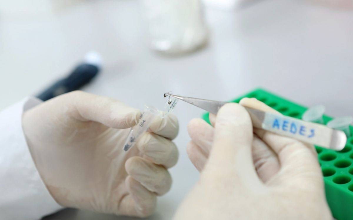 Vacuna contra el dengue: la Provincia confirmó cuándo empieza a dar los turnos