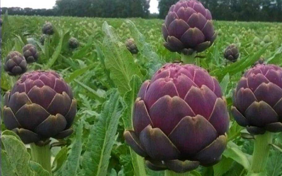 Este sábado se lleva a cabo la Fiesta del Alcaucil Hornense en La Plata