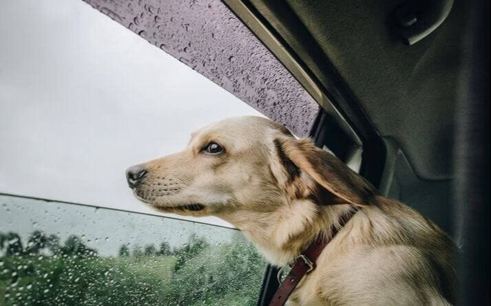 Llueve en La Plata: cuándo para y qué dice el pronóstico del tiempo para el Día de la Madre