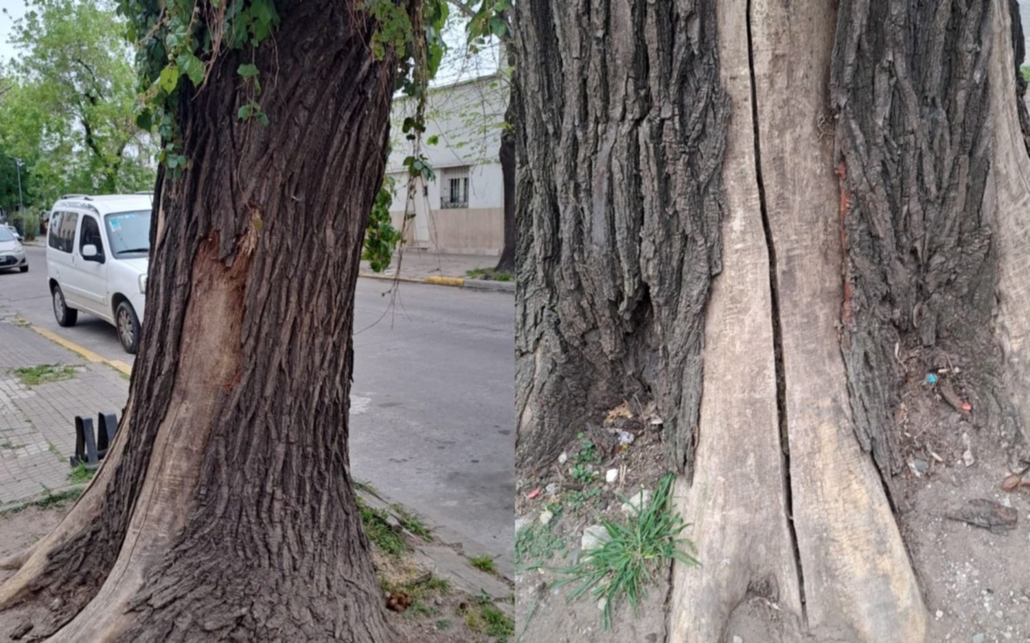 A metros de una escuela, un árbol a punto de caerse y preocupación en la cuadra