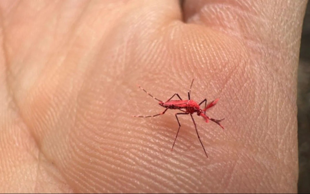 En Mendoza, liberaron unos 10.000 mosquitos estériles para combatir el dengue