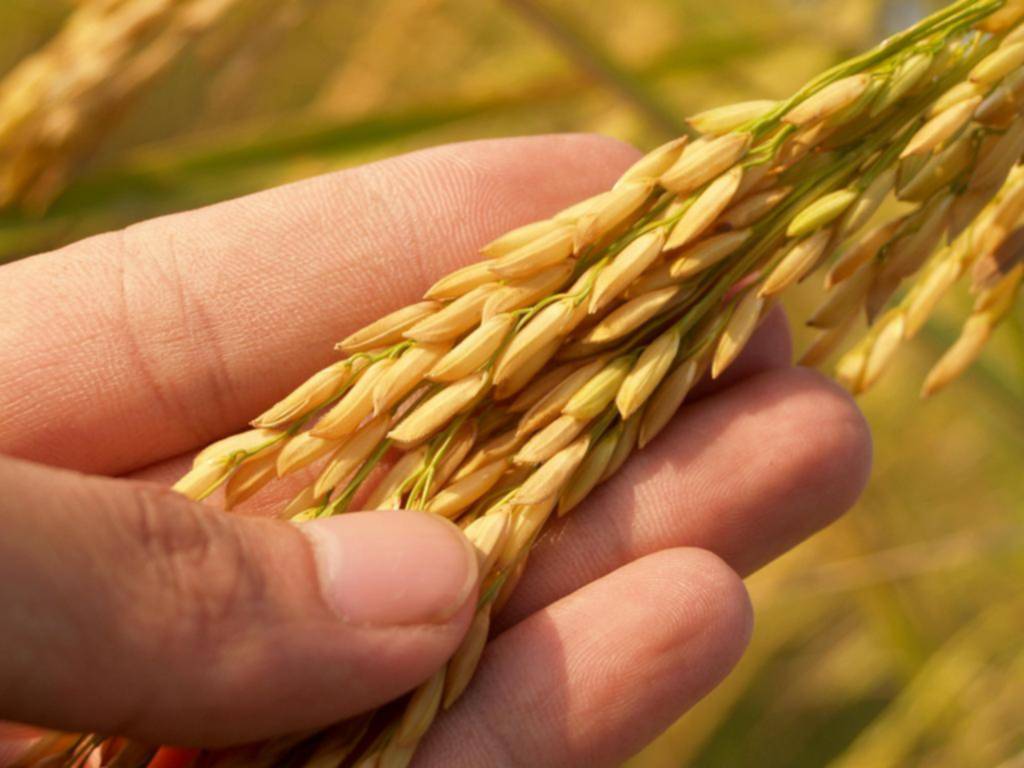 La dieta del arroz