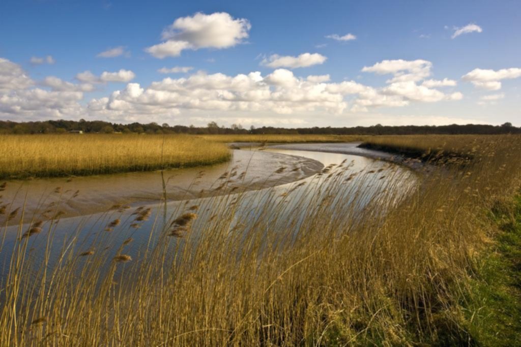 Ambiente: algunas soluciones pueden afectar a la biodiversidad