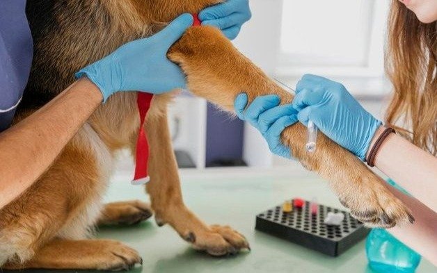 Vacunación antirrábica para mascotas de la Región