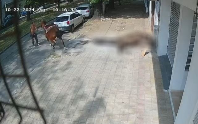 Murió un caballo en Barrio Hipódromo y denuncian que lo sacaron “a la rastra”