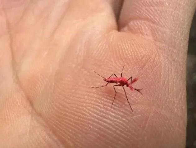 Contra el dengue: alerta por la invasión de 30.000 mosquitos rojos y piden por favor no matarlos