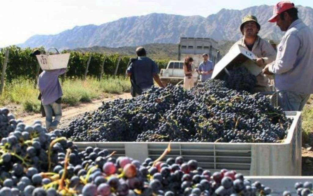 La cosecha de uvas fue mayor que el año pasado