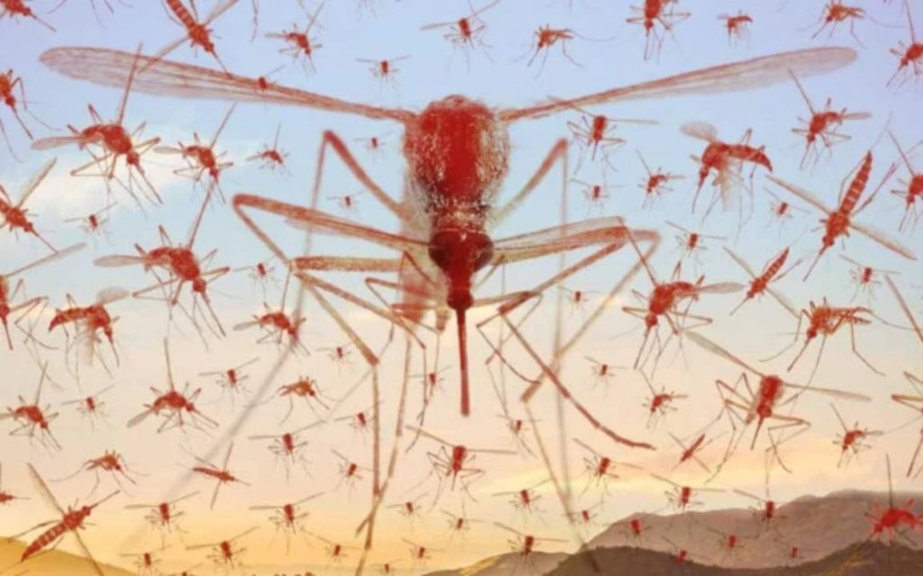 Invasión de mosquitos rojos: por qué tienen ese color y el motivo por el que piden no matarlos