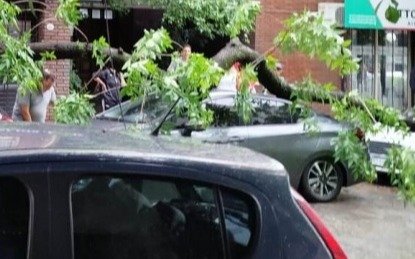 Tormenta derriba árbol en Quilmes, dañando dos vehículos