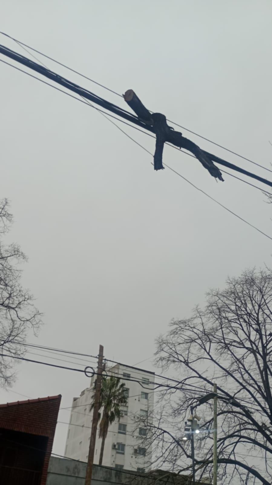 Preocupación vecinal por un tronco colgado en los cables en 61 entre 18 y 19