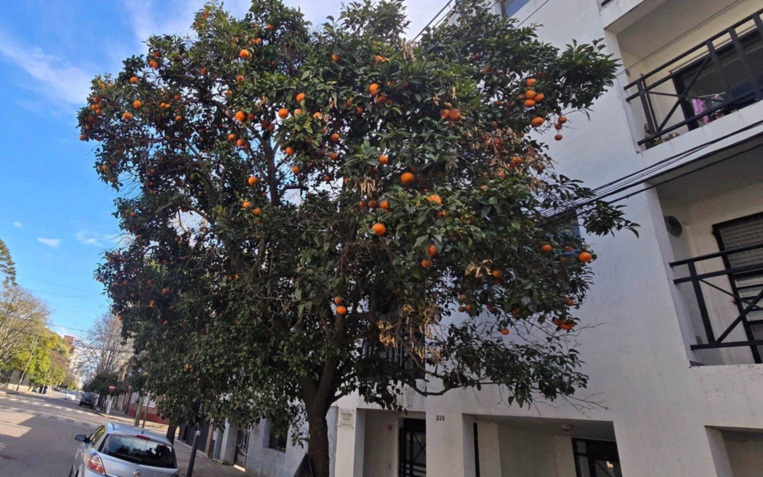 Los frutales callejeros ya se hacen notar en los colores de La Plata