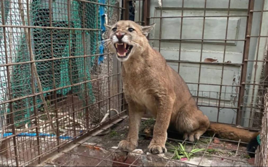 Rescataron a un puma que se metió en el patio de una vivienda de Carmen de Patagones: "Garras nuevas"