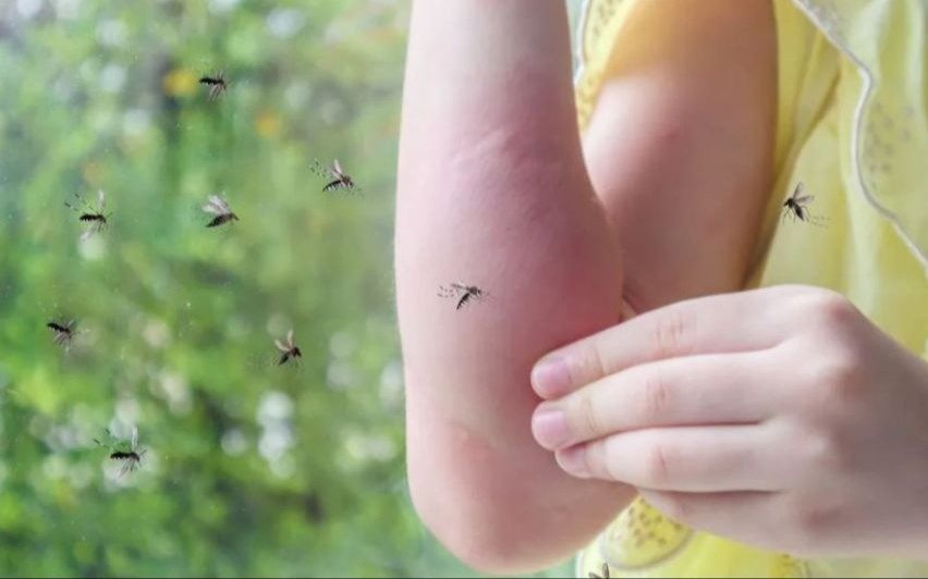 La Plata, en guardia por el Dengue: avanza el descacharreo en los barrios