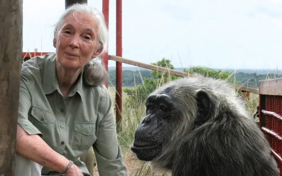 Murió Jane Goodall, pionera en el estudio de los chimpancés, a los 91 años