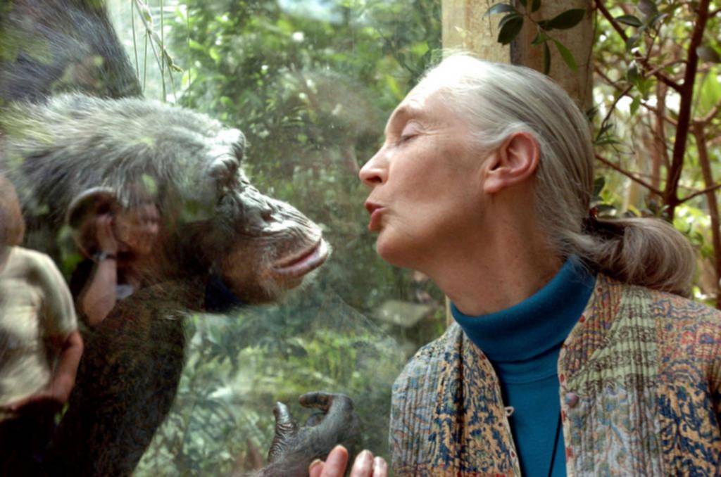 Murió la famosa conservacionista Jane Goodall