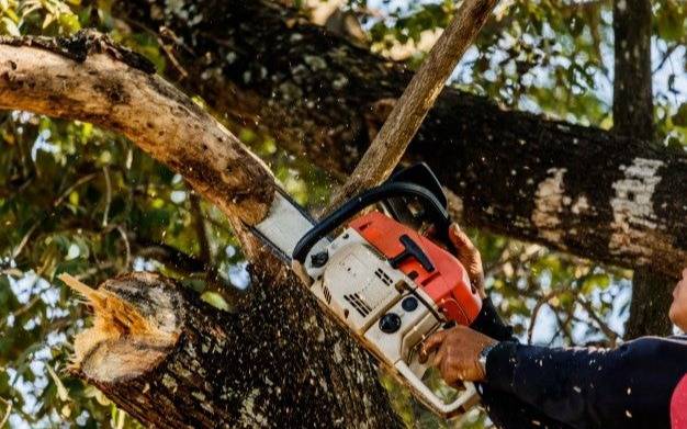 Confirman en Quilmes condena por daños a vecinos causados por raíces y ramas de árboles