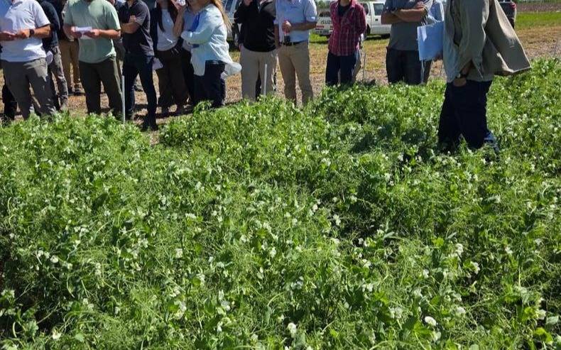 Pergamino fue sede de la Gira de la Arveja 2025 con cultivos en plena floración