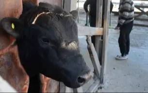 Bahía Blanca inaugura Bordeu 2025 con la llegada del primer toro desde Cañuelas