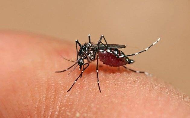 Alerta por el dengue: proponen un plan de prevención y control