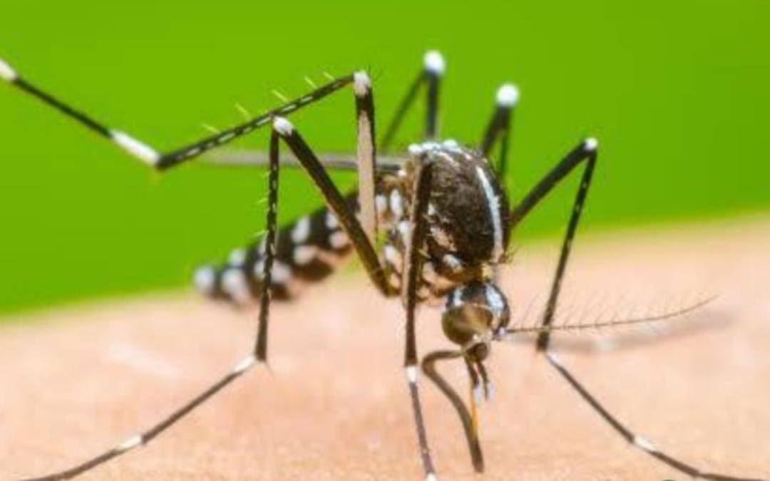 Proponen la implementación de un Plan Estratégico Nacional de Prevención y Control de Dengue 
