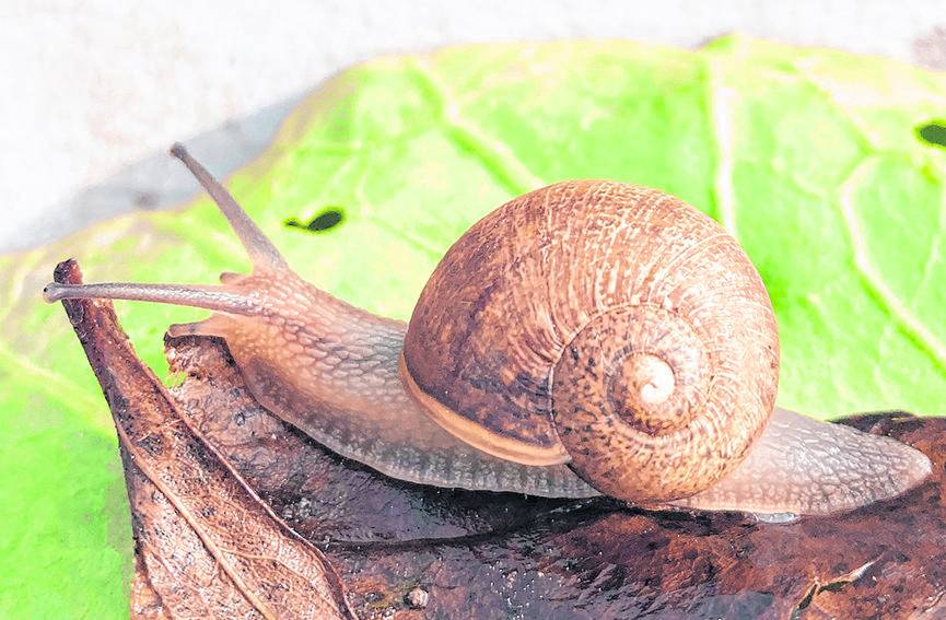 El simpático caracol que no puede hallar a su “media naranja”