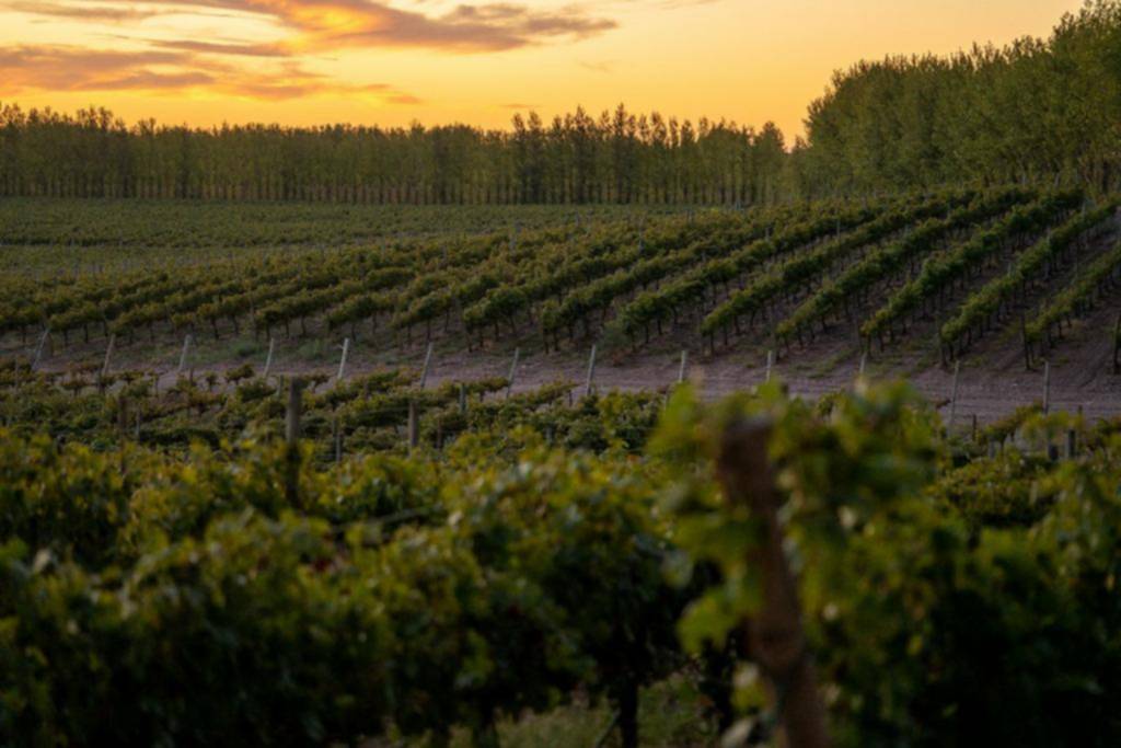 Los caminos del vino patagónico