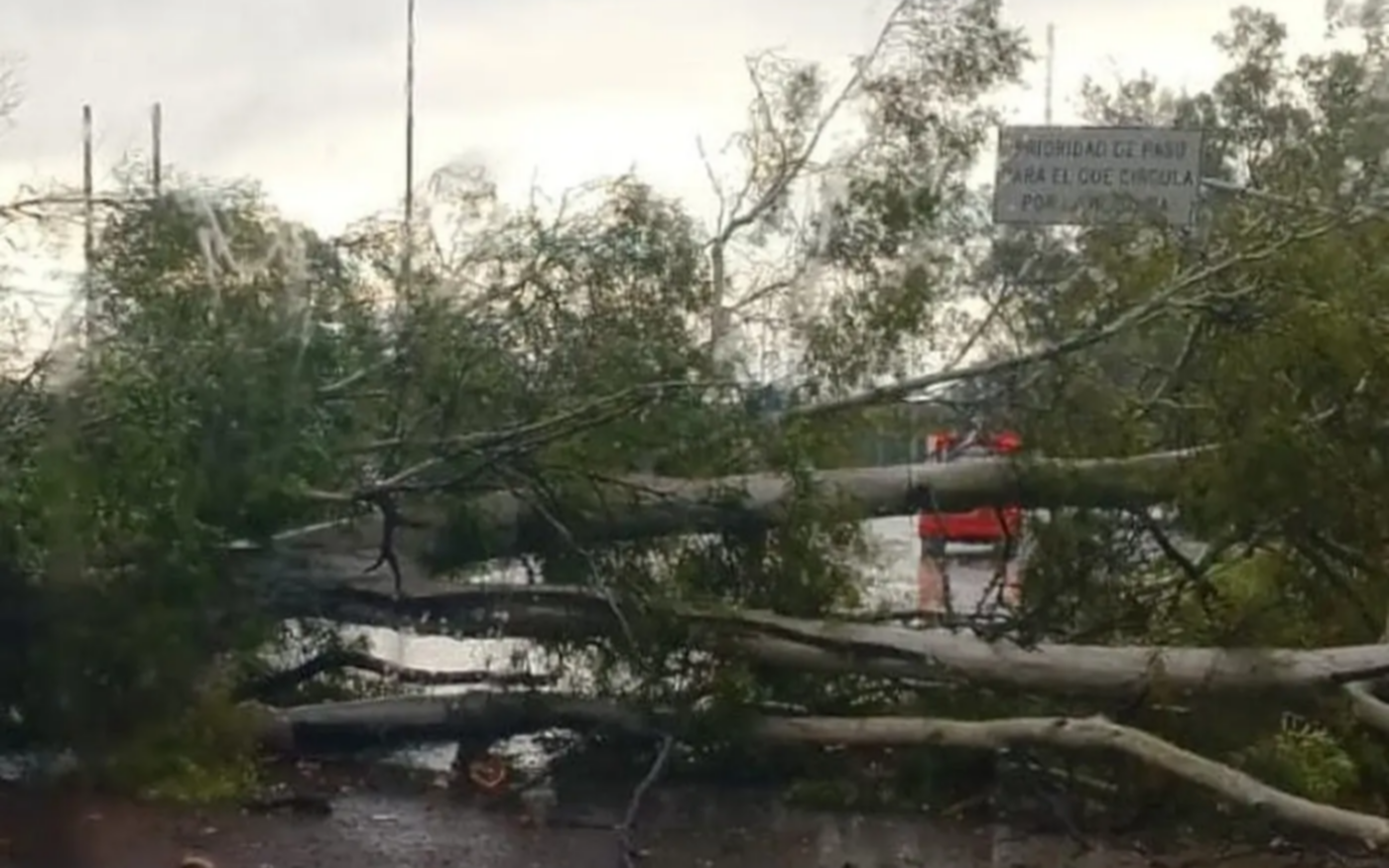 La tormenta tiró dos árboles en medio de Camino Centenario: caos de tránsito