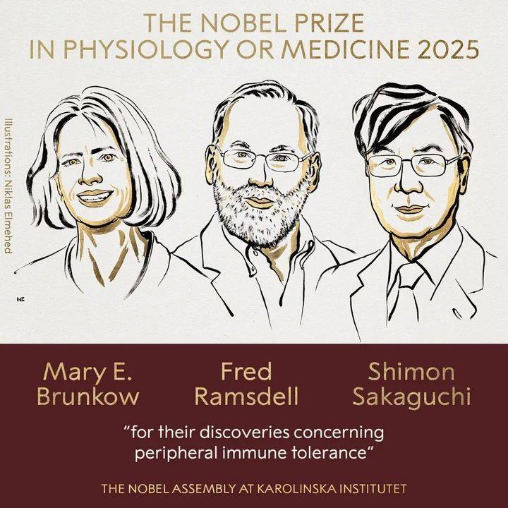 El Premio Nobel de Medicina 2025, para un hallazgo sobre la tolerancia inmune periférica