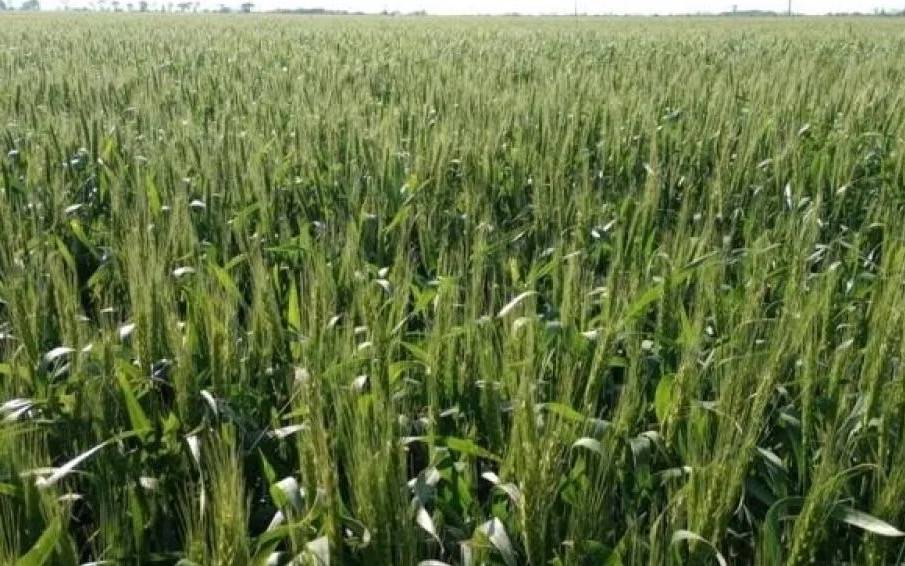 Estiman una cosecha de trigo con rindes históricos