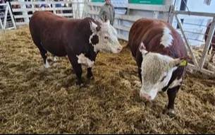 Villa Bordeu: un toro Hereford duplicó el precio del Gran Campeón