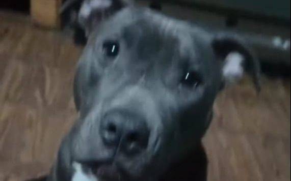Una familia destrozada por "Bebé": buscan a una perrita en La Plata que se subió a un micro hacia La Plata tras la Peregrinación en Luján